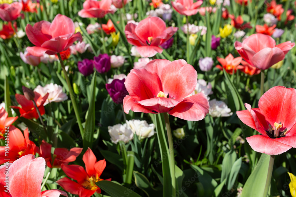 Obraz premium Tulip blooms