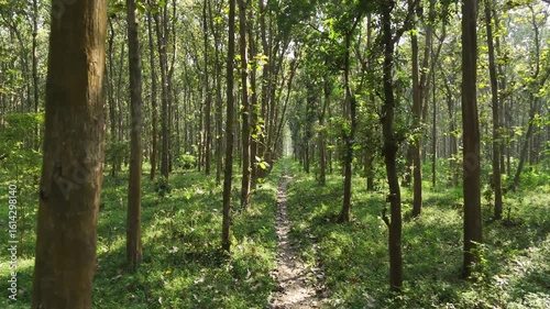 Enchanting forest path among the trees in bright sun offering serenity and connection