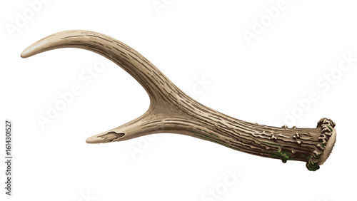 Isolated illustration of a deer antler shed for design and decoration projects antlers