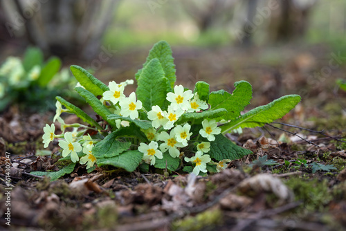 Fotografie Wild primrose flowers growing in woodland in early spring