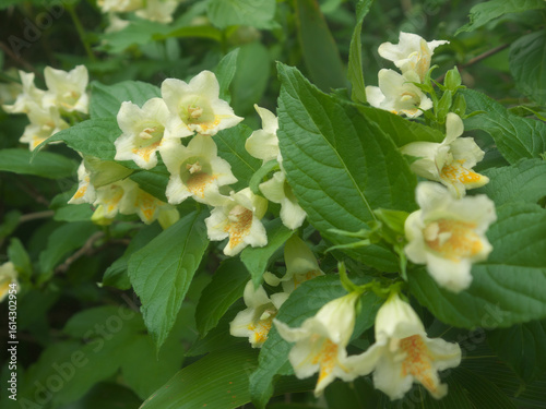 Middendorff weigela with yellow and white flowers on Iturup, Kuril islands