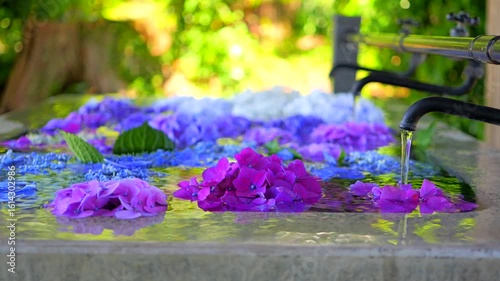 紫陽花の花手水