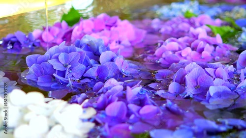 紫陽花の花手水