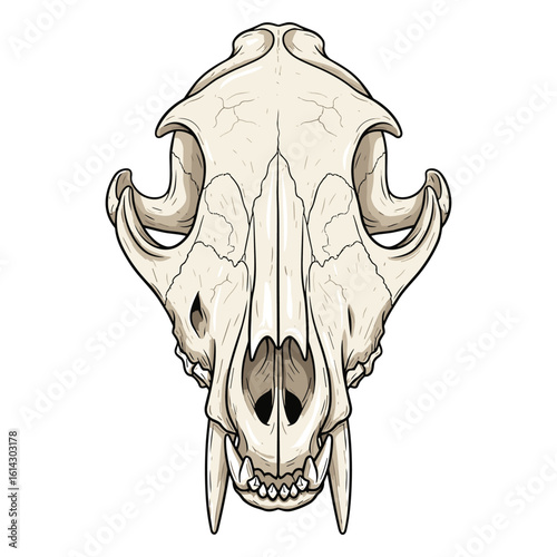 Detailed Animal Skull Illustration Isolated on White Background for Anatomy Studies Artwork