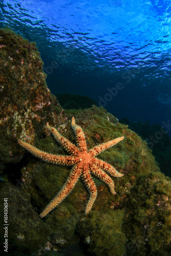 Eight-armed starfish, moving slowly along the rocks of the seabed.