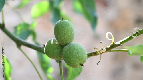 Green young walnuts on a tree. Walnut tree leaves in summer. Unripe walnuts growing on a tree in orchard, close up. 