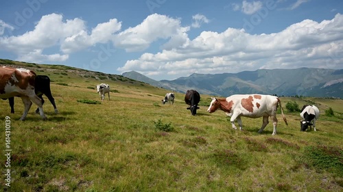 A group of cows grazing on a mountain. Cows graze grass on the hill.