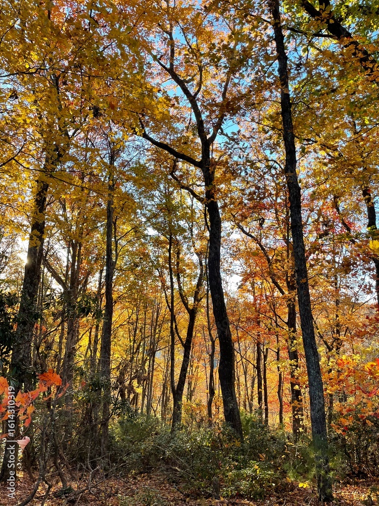 Fototapeta premium autumn in the forest