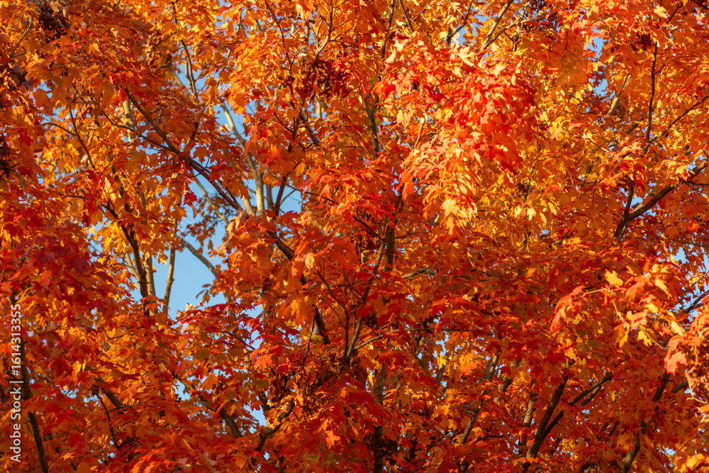 Fototapeta premium Natural fallen leaves. Autumnal leaves on tree. Autumnal season nature. Bright color fall. Mood of fall. Autumn season. Fall leaves change color. Nature fall weather. Seasonal forest