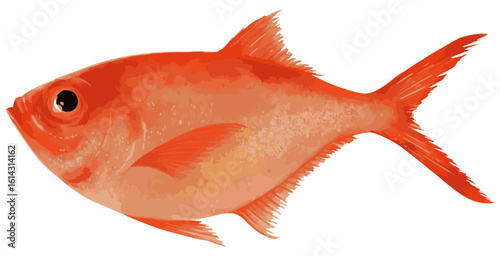 金目鯛の手描きイラスト