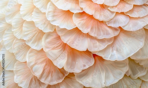 Soft floral texture close up featuring delicate pink and white flower petals