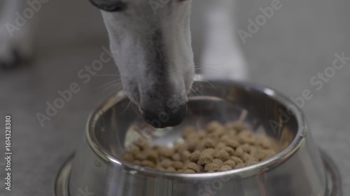 This video shows a close up view of an elder Italian greyhound dog eating kibble food from a classic silver metal dog bowl.