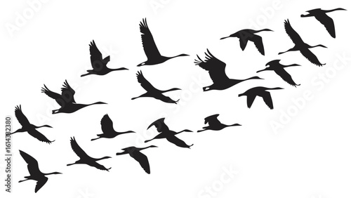 Flock of Migrating Birds Silhouetted Against a Clear Sky During Evening Hours