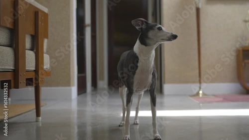 This video shows old Italian Greyhound walking around a living room and wagging it's tail as it looks for it's owner. 