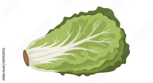 Illustrated depiction of romaine lettuce showcasing its fresh green leaves vitality