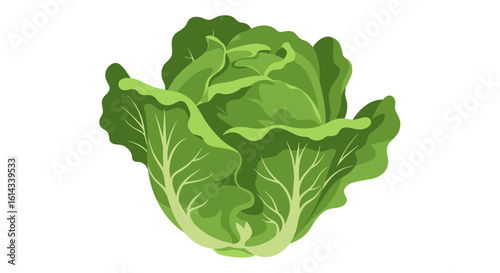 Vibrant leafy greens: A refreshing representation of a head of cabbage isolated on a pure white backdrop showcasing the natural beauty and texture