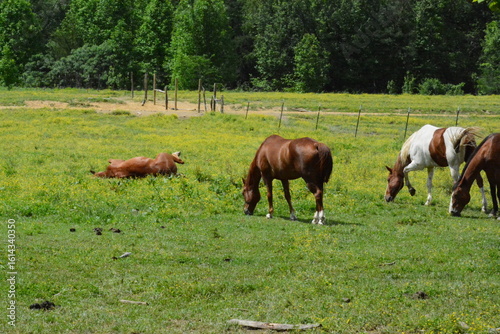 Cades Cove