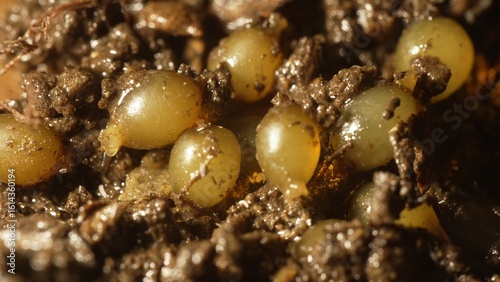 Compost worm eggs. Red Wiggler Worm Cocoons