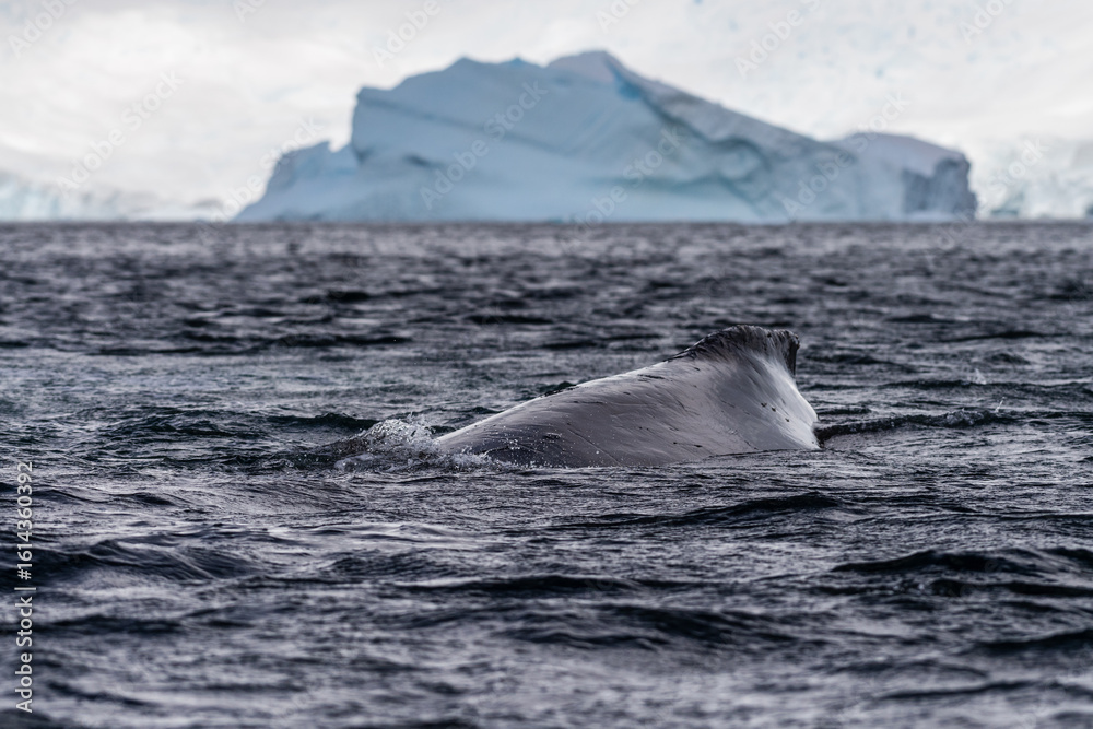 Fototapeta premium Close-up of the back and dorsal fin of a diving humpback whale -Megaptera novaeangliae. Image taken in the Graham passage, near Charlotte Bay, Antarctic Peninsula