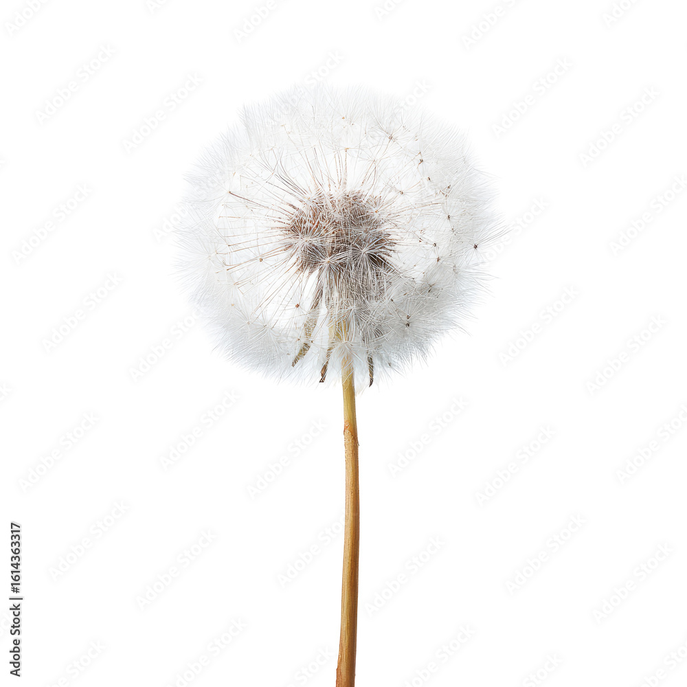 Fototapeta premium Close-up of a dandelion seed head (2)