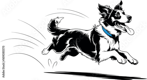 A black and white border collie running with a blue collar and tongue sticking out