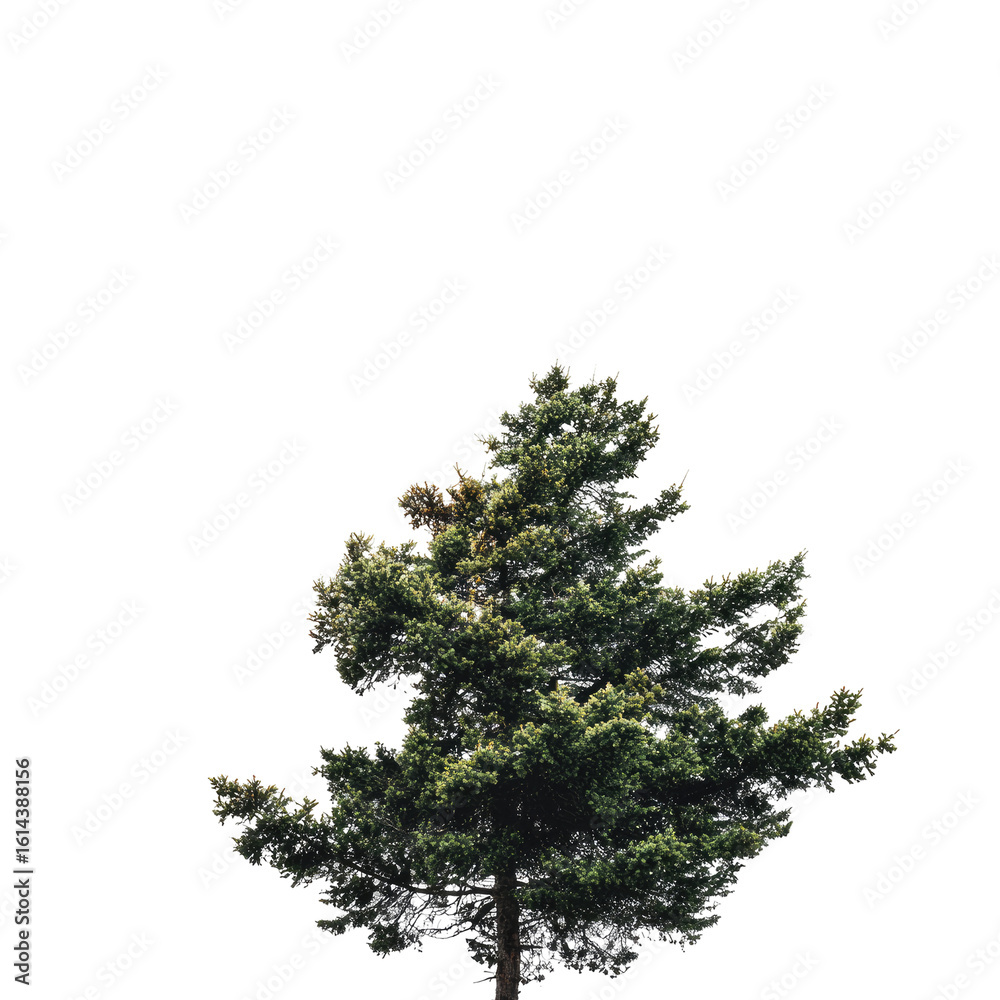 Fototapeta premium A solitary pine tree against a dark background