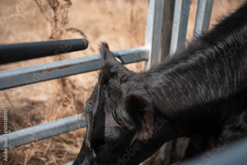 cows being treated with worming drench in cattle yards in australia