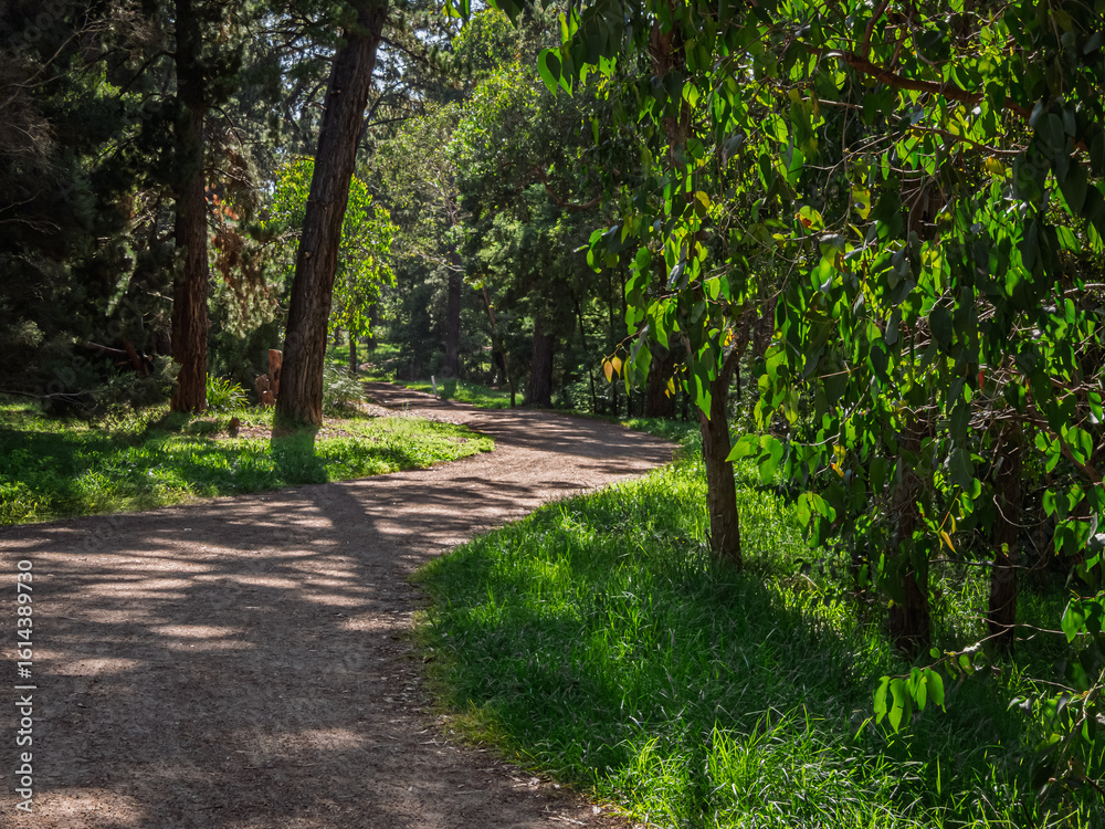 Fototapeta premium Dappled Shade From The Greenery Next To The Trail