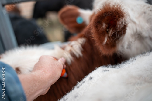 cows being treated with worming drench in cattle yards in australia