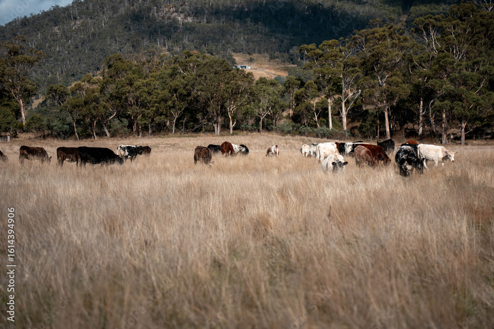 Obraz premium cows in a field in summer