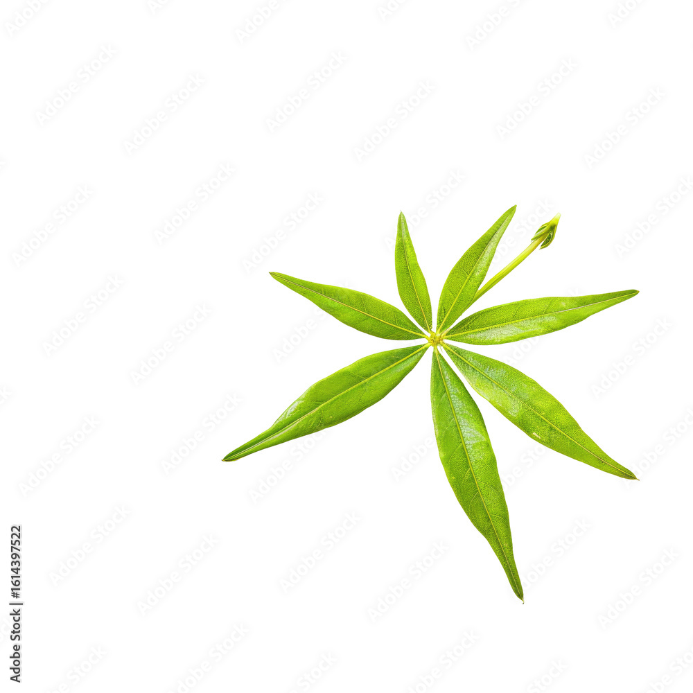 Vivid green star-shaped leaf against black Vivid green star-shaped leaf against black