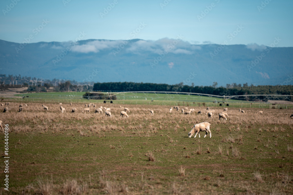Obraz premium sheep in a field in summer in australia