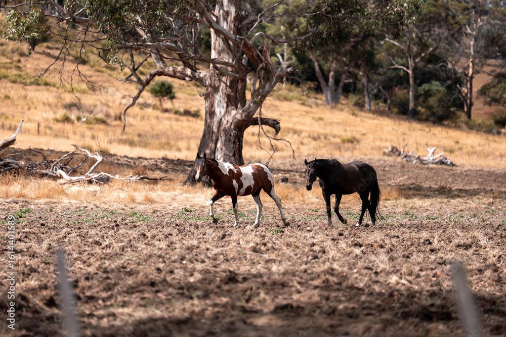 Fototapeta premium Horse in a field In Australia