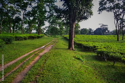 Photography Scenic Landscape Photography of a Dirt Road through Lush Green Tea Plantation in
