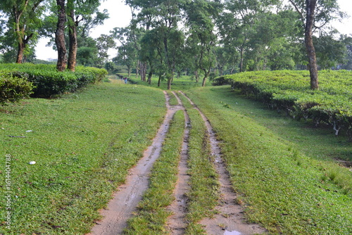 Photography Scenic Road Through a Lush Green Tea Garden in Assam India Photography Style