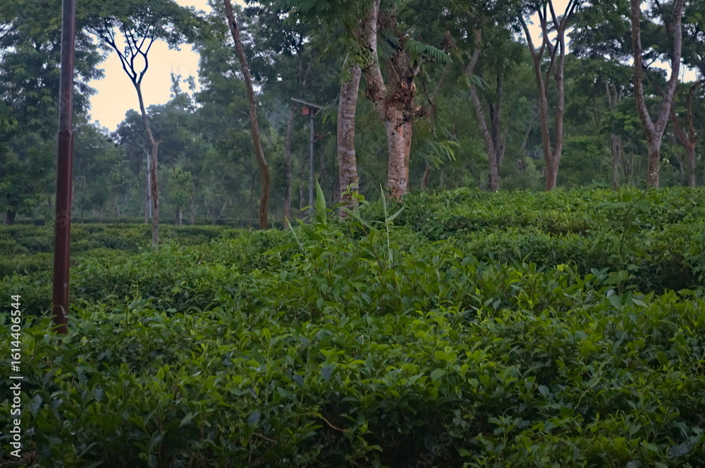 Fototapeta premium Lush Green Tea Plantation in Assam India Scenic Landscape Photography Nature Wallpaper