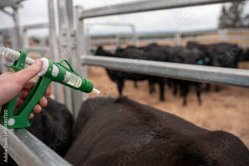 cows being treated with worming drench in cattle yards in australia