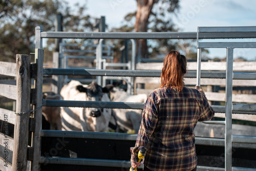 cows being treated with worming drench in cattle yards in australia