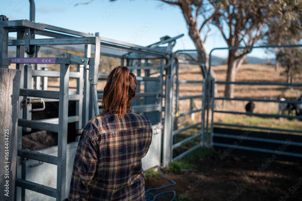 Fototapeta premium cows being treated with worming drench in cattle yards in australia