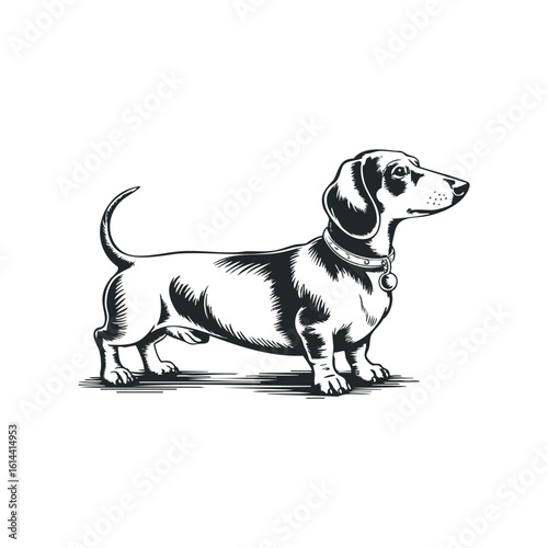 Hand drawn illustration of a dachshund standing proudly