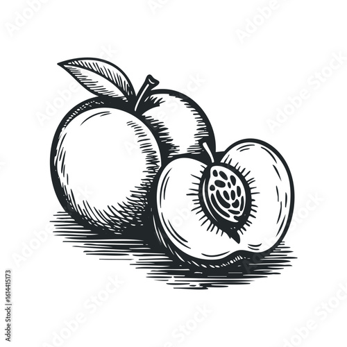 Hand drawn vector illustration of fresh peaches on a white background