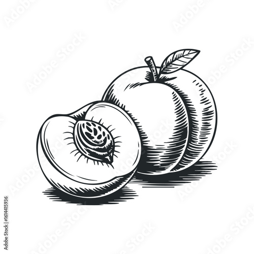 Hand drawn vector illustration of fresh peaches and a peach slice