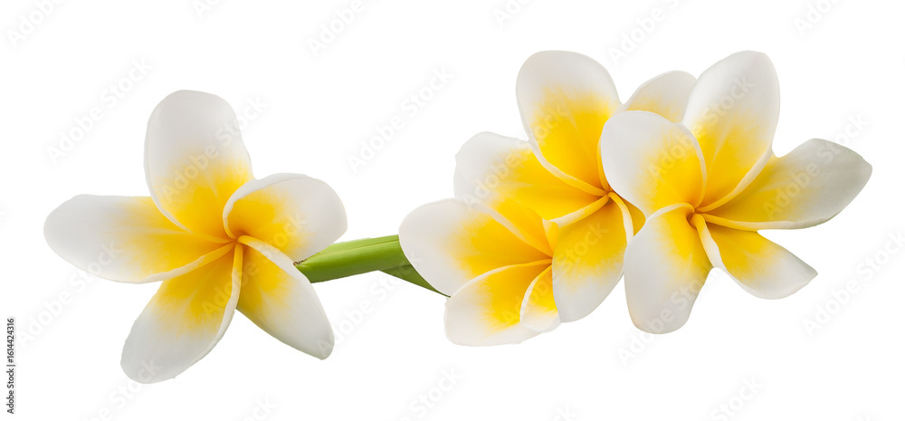 Fototapeta premium 'plumeria flowers on transparent background'