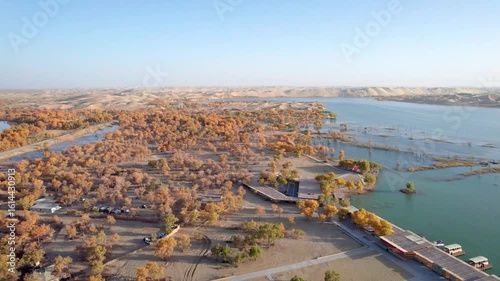 Drone view of lake and river in desert with Populus euphratica forest with yellow golden foliage on sunny autumn day in Xinjiang, China, aerial view of Tata Secret Realm in Yuli, 4k real time footage.