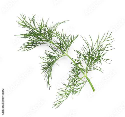 Tableau sur toile Fresh dill on white background