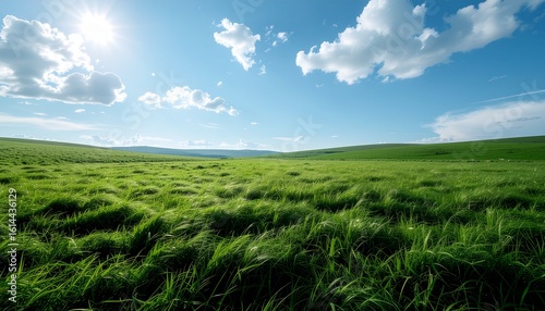 広がる草原 - 青空と緑の風景, Expansive Meadow - Blue Sky and Green Landscape