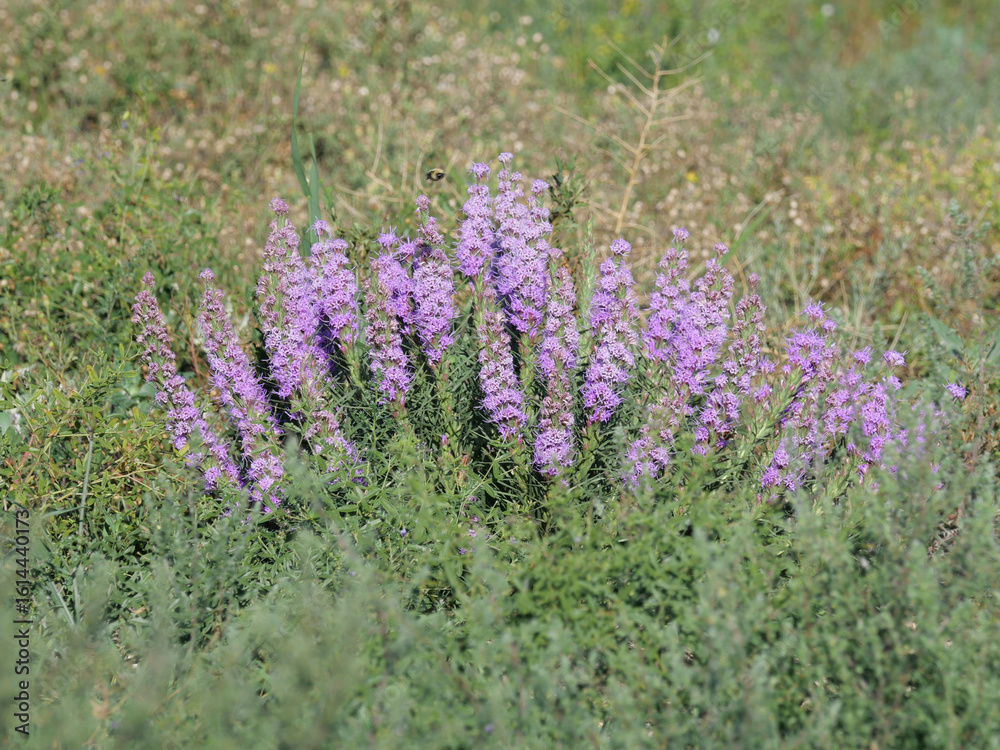 Fototapeta premium Wild Dotted Blazing Star Blooming in the Summer Prairie of Colorado