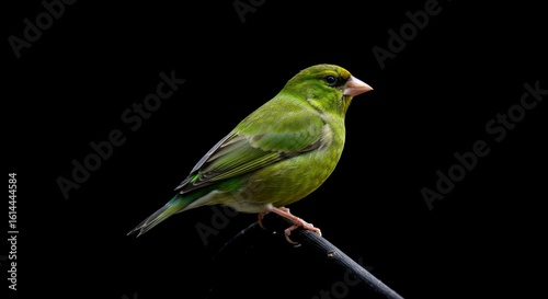 Green finch profile