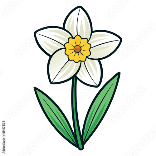 Elegant paperwhite narcissus flower illustration with botanical details