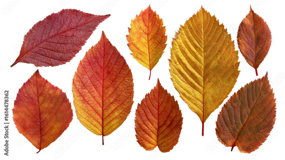 Fototapeta premium Autumn Leaves Display Vibrant Colors on Transparent Background